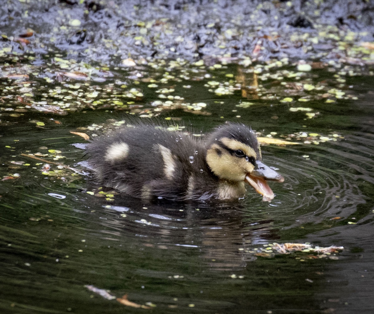 Ducklings hatch at Lauriston Castle