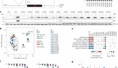 Deep CRISPR mutagenesis characterizes the functional diversity of TP53 mutations