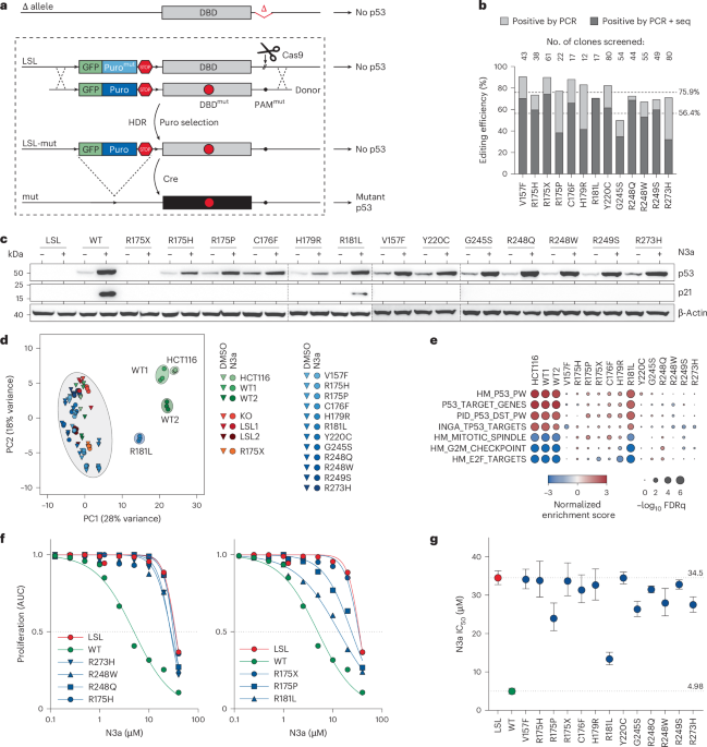 Deep CRISPR mutagenesis characterizes the functional diversity of TP53 mutations