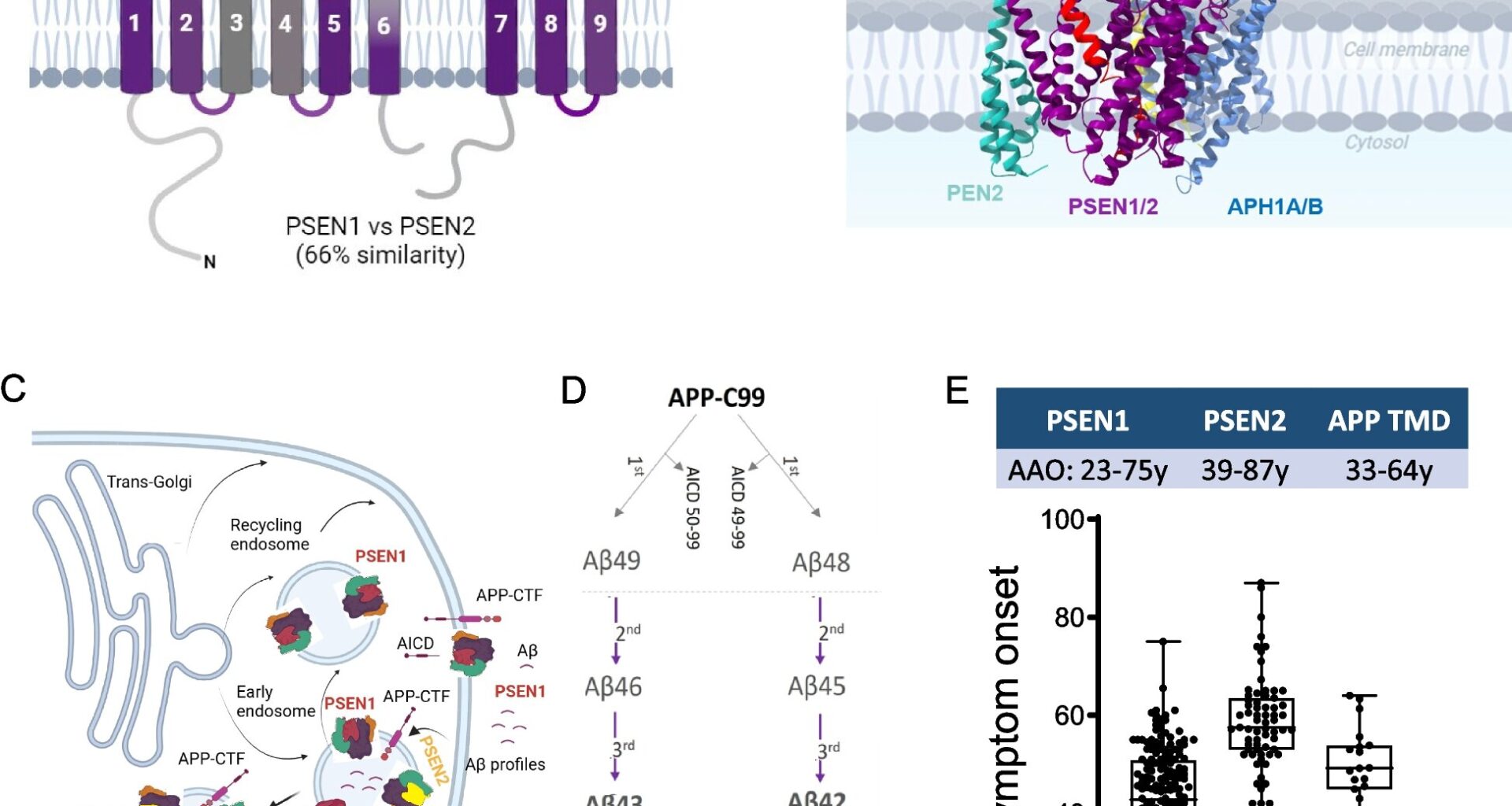 Alzheimer's 'genetic clock' model offers timeline for disease onset in families