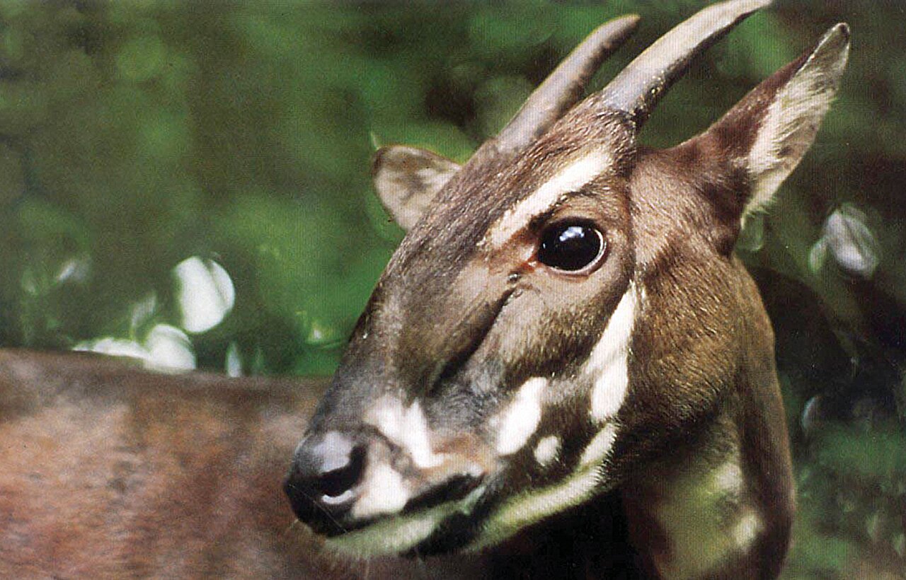 Saola genome mapped for first time