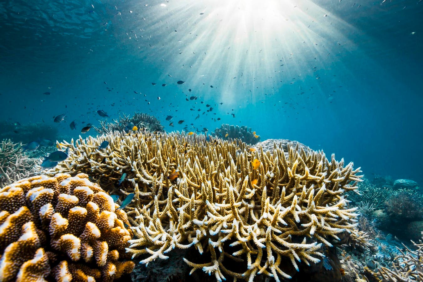 Attenborough’s ‘Ocean’ Delivers A Powerful Plea To Protect The Sea