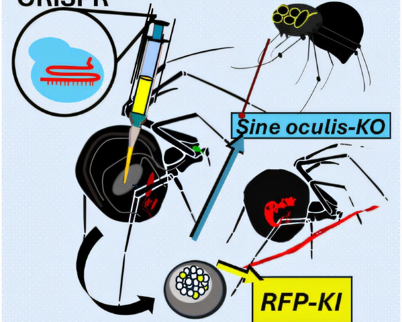 The first genetic editing in spiders with CRISPR‐Cas yields colorful silk