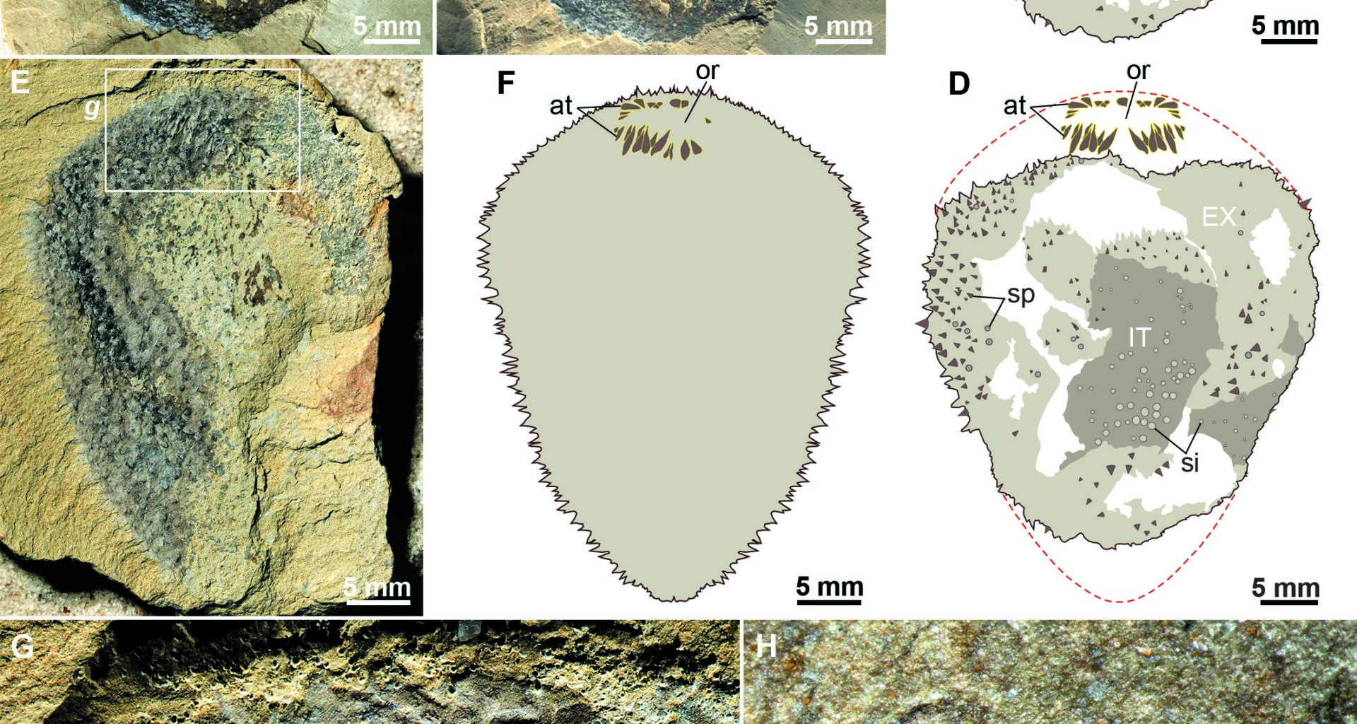 Scientists solve 500-million-year fossil mystery