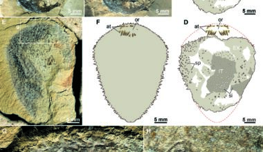 Scientists solve 500-million-year fossil mystery