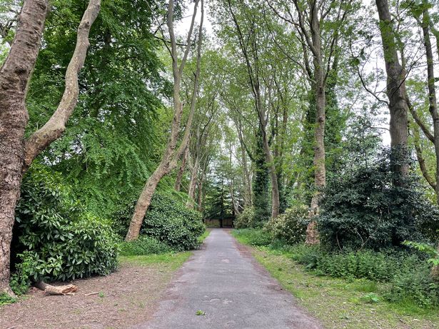 A tree-lined path in the park