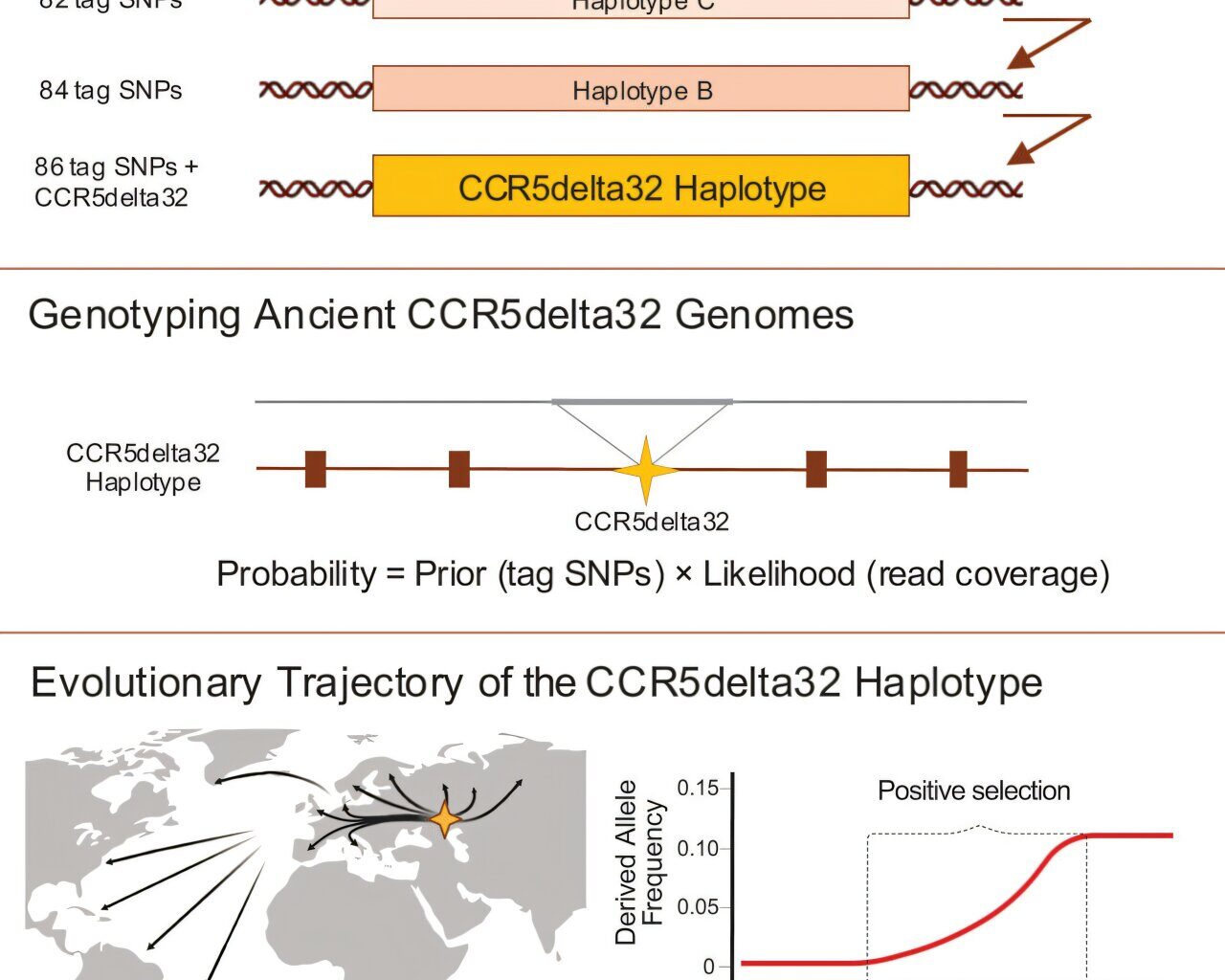Researchers map 7,000-year-old genetic mutation that protects against HIV