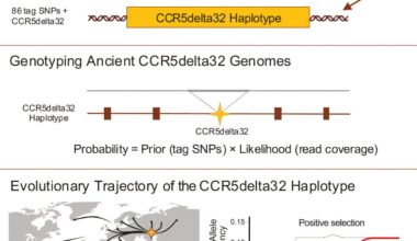 Researchers map 7,000-year-old genetic mutation that protects against HIV