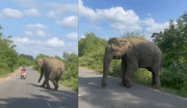 Heart-stopping moment as elephant charges at man on bike, he dodges just in time: 'Nice escaping mate' | Trending