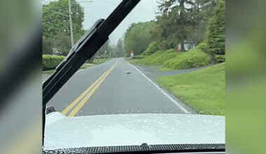 Driver On Rainy Street Gushes As A Little Family Crosses The Path Ahead