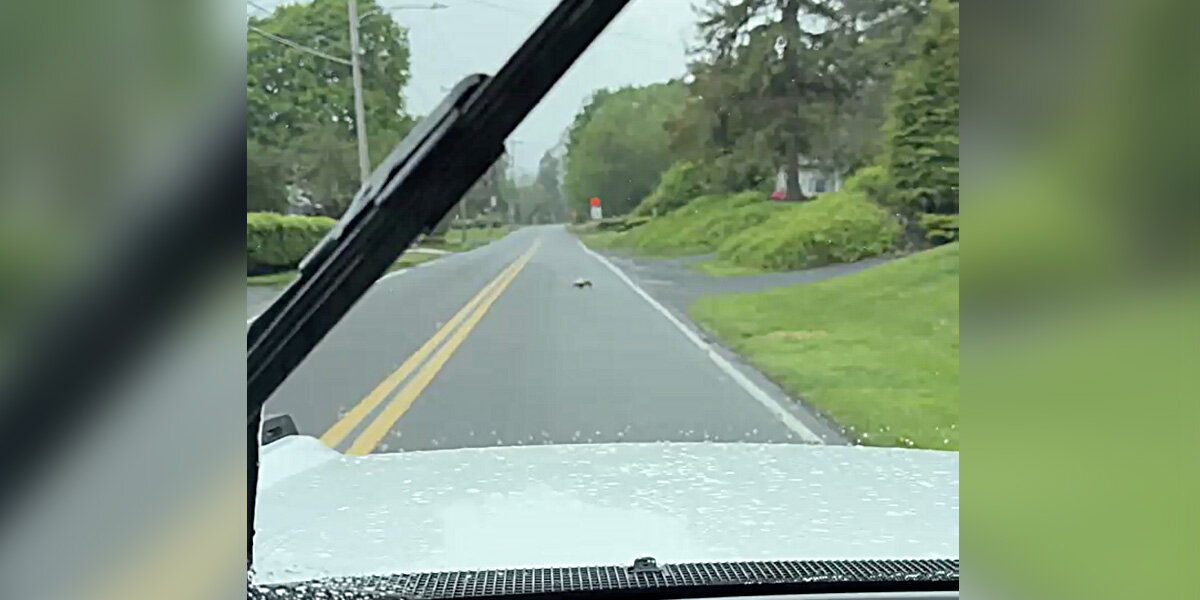 Driver On Rainy Street Gushes As A Little Family Crosses The Path Ahead