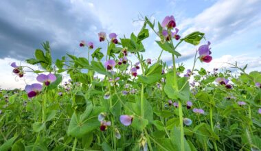 Century-old genetics mystery of Mendel’s peas finally solved