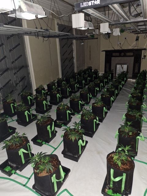 Cannabis factory found in Blackwatertown. Credit: PSNI