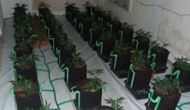 Co Armagh: Police stumble on ‘sophisticated cannabis factory’ in NI after occupants play loud music