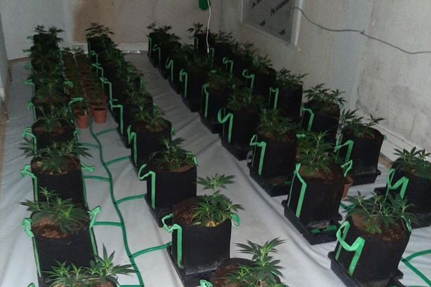 Co Armagh: Police stumble on ‘sophisticated cannabis factory’ in NI after occupants play loud music