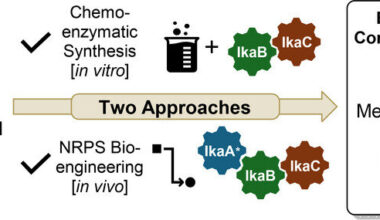 Enzymatic and genetic advances streamline synthesis of promising natural products