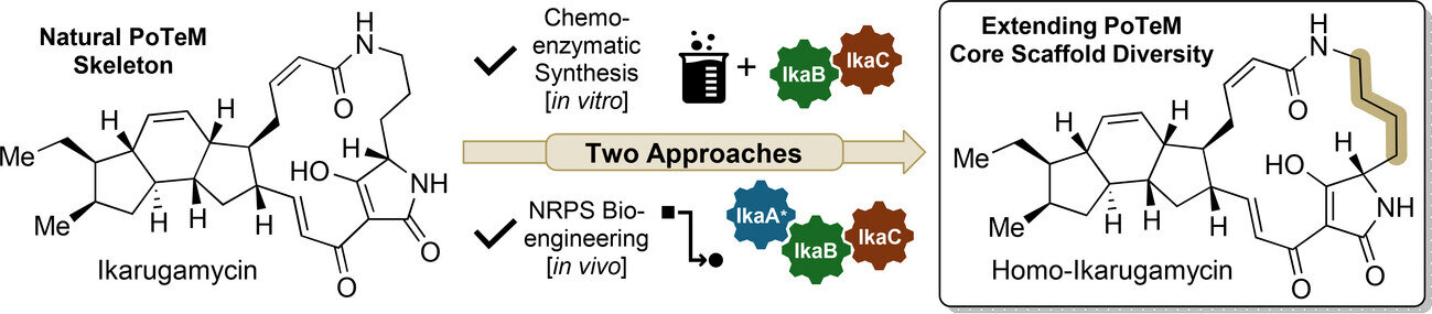 Enzymatic and genetic advances streamline synthesis of promising natural products
