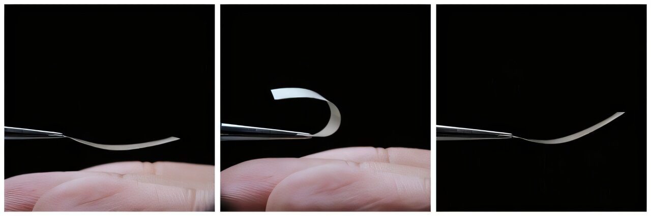 Versatile fungi-based living material is tear-resistant and can even be safely eaten