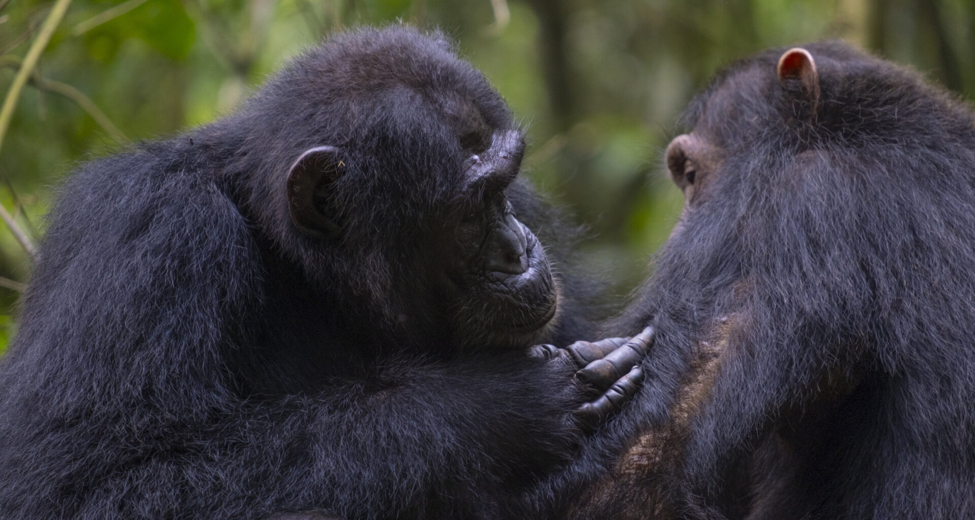 Chimpanzees use medicinal leaves to perform first aid, scientists discover