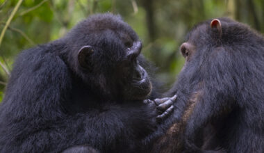 Chimpanzees use medicinal leaves to perform first aid, scientists discover