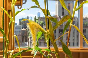 Artificial intelligence and genetics can help farmers grow corn with less fertilizer