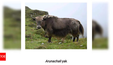 Researchers of 4 ICAR institutions unlock Indian yak’s genetic secrets | Guwahati News