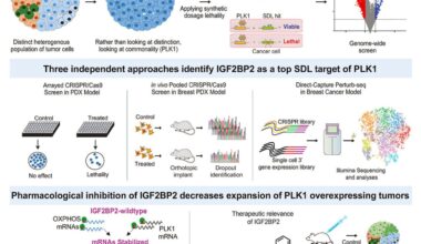 Study finds common genetic target may halt breast cancer cell growth