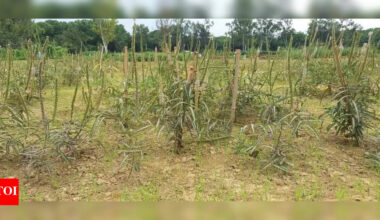 CIMAP develops new variety to save endangered ayurvedic herb | Lucknow News
