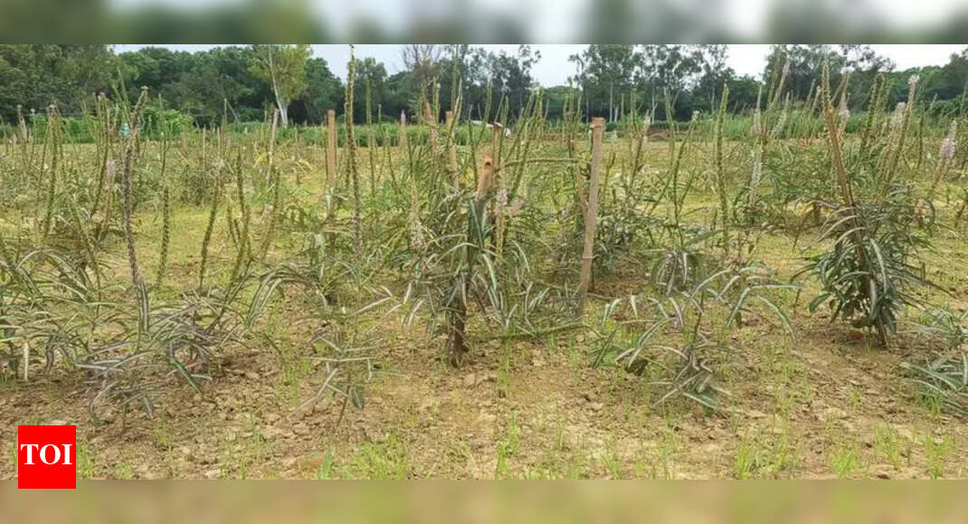 CIMAP develops new variety to save endangered ayurvedic herb | Lucknow News