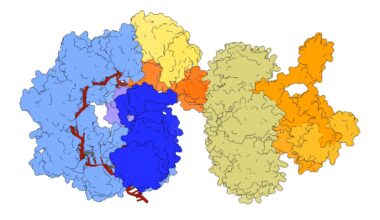 Advanced gene editor enables more precise insertion of complete genes