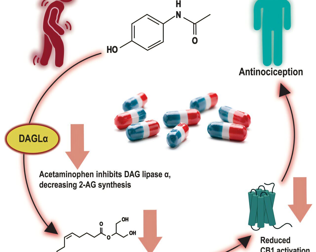 New discovery about how acetaminophen works could improve understanding about pain relievers
