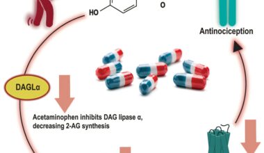 New discovery about how acetaminophen works could improve understanding about pain relievers