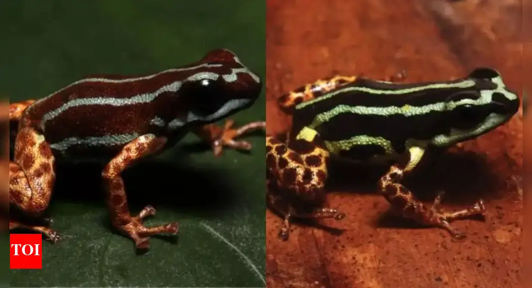 Two new poisonous frog species discovered: Scientists issue warning