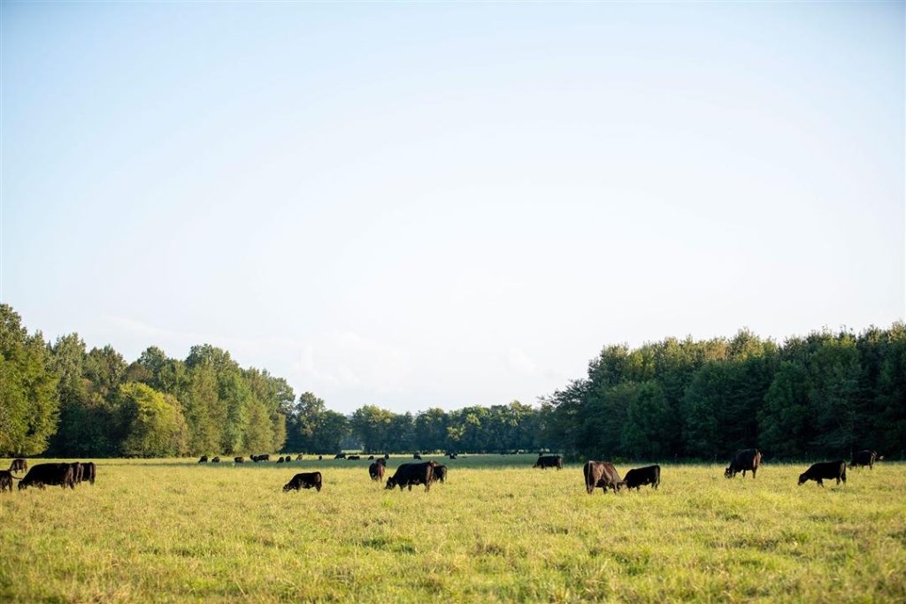 Food products from animals with heritable genetic modifications potential boon to producers, consumers, animals