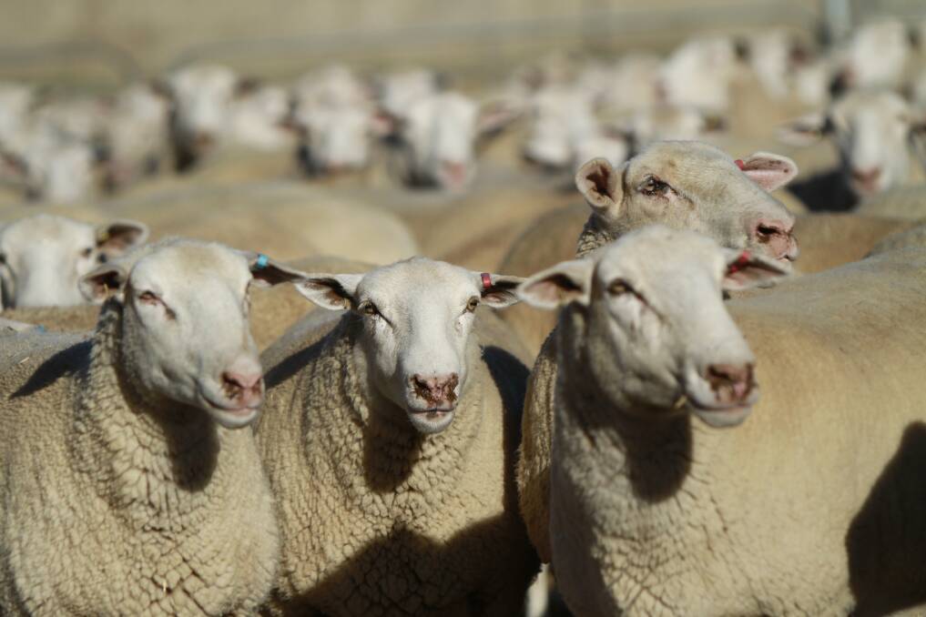 Bogo Genetics will use the same technology and know-how as they currently do to produce the most profitable sheep across all relevant commercial traits. Picture supplied