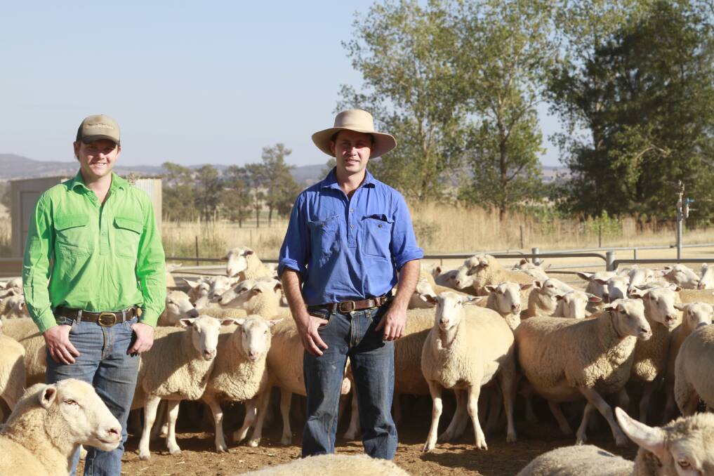 Bogo Merinos have gained a reputation as one of Australia's most progressive Merino studs. The profitable performance-based genetics they breed has placed them at the top echelon of the Merino industry. Picture supplied