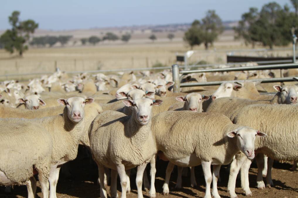 Bogo Genetics intends to continue to invest in the best possible outside genetics to benchmark their own sheep to ensure they are right at the top in performance. Picture supplied