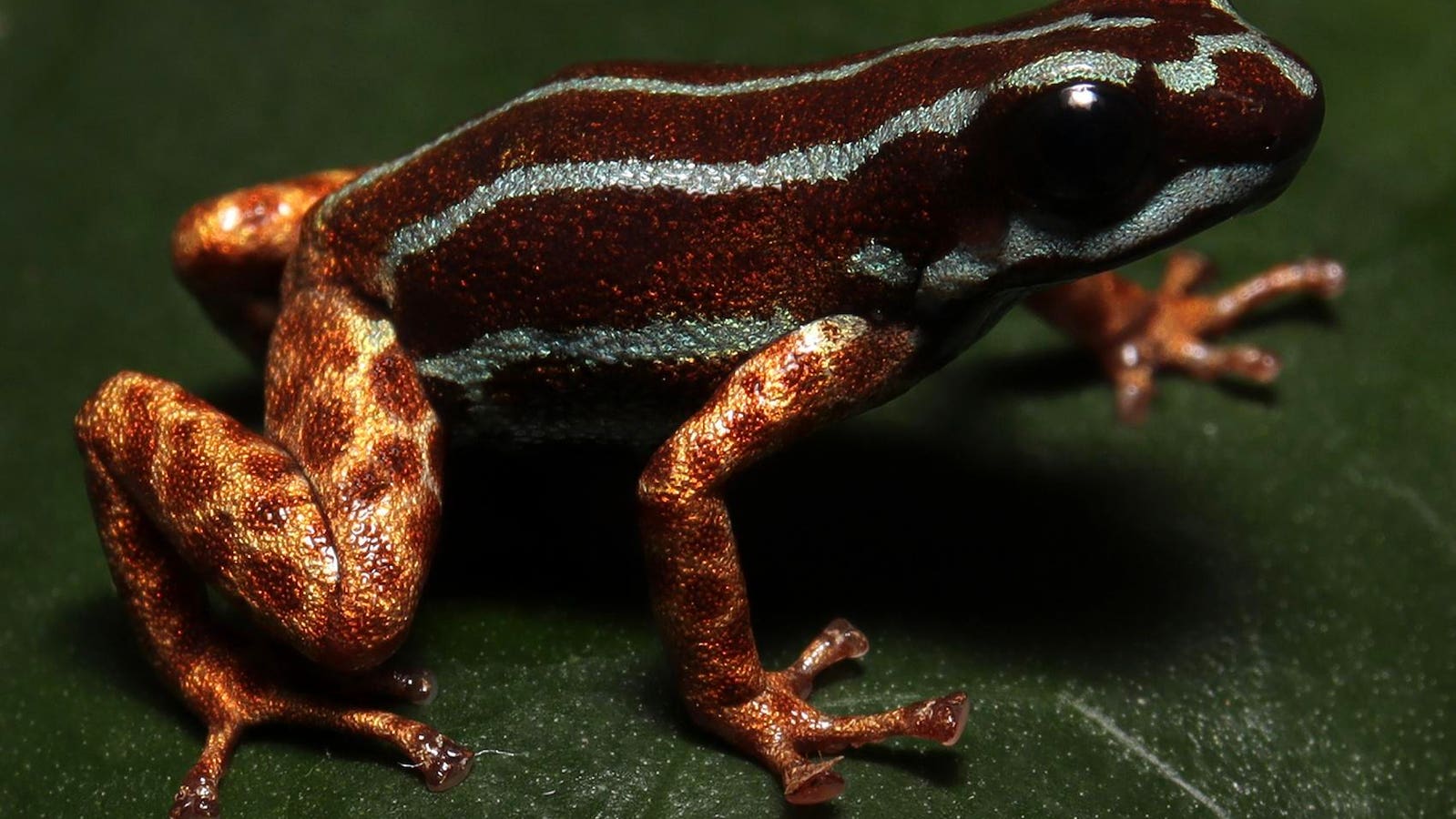 New To Science Blue-Striped Poison Frog Discovered In Brazil