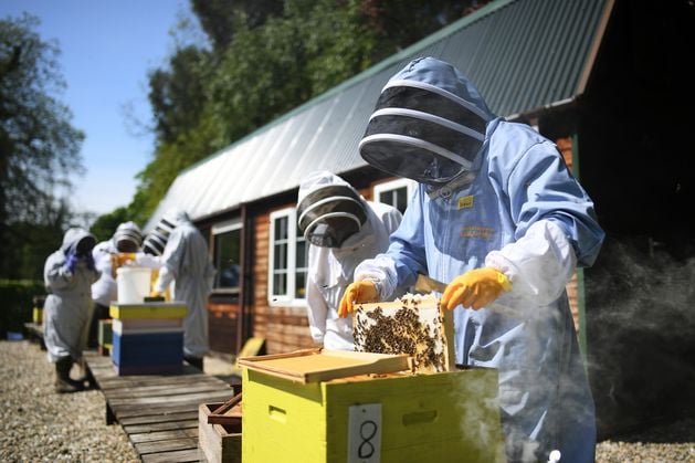 More than 20 bee species face extinction in NI as crucial job role remains vacant since last year