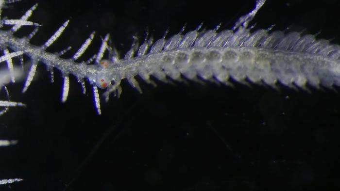 Male stolen (right hand side): one of the worm's independent reproductive units