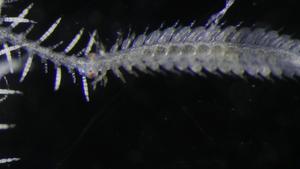 A head and a hundred tails: how a branching worm manages reproductive complexity