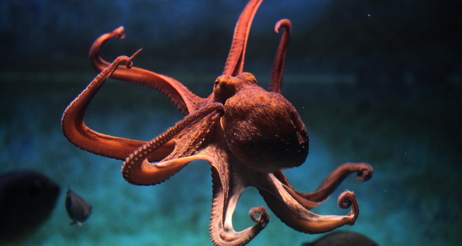 British seas being invaded by huge European octopuses who've swum from Mediterranean