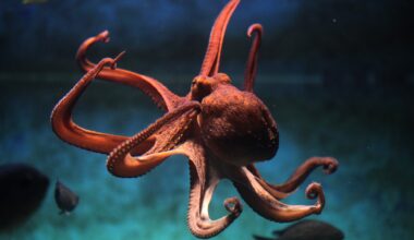 British seas being invaded by huge European octopuses who've swum from Mediterranean