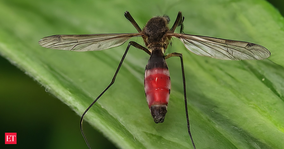 Mosquitoes in the UK now carry a dangerous virus, here’s how to stay safe this summer