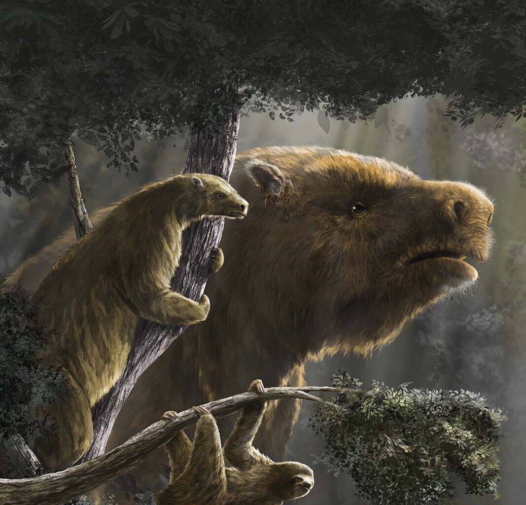 Scientists have figured out how extinct giant ground sloths got so big and where it all went wrong
