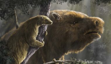 Scientists have figured out how extinct giant ground sloths got so big and where it all went wrong