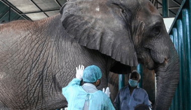 ‘Each day we use different methods’: Pakistan’s TB-stricken elephants fed human meds hidden in desserts | Trending