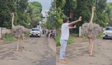 Massive ostrich takes a stroll on busy Kerala street, internet stunned: ‘Looks like Jumanji came alive’ | Trending