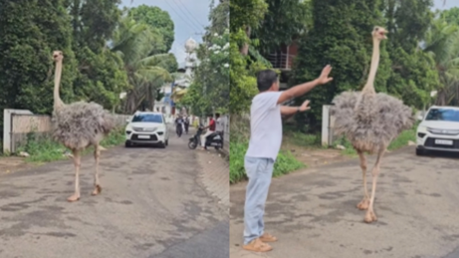Massive ostrich takes a stroll on busy Kerala street, internet stunned: ‘Looks like Jumanji came alive’ | Trending