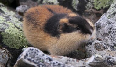 Ice age animal cold adaptations began 2.6 million years ago, study finds